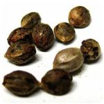 Семена марихуаны АК-47 (Seeds AK-47) в Краснознаменске Семена марихуаны АК-47 (Seeds AK-47) в Краснознаменске